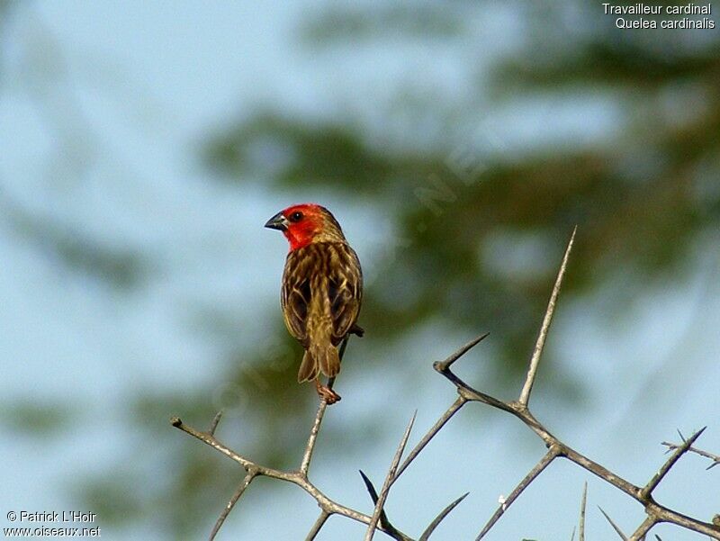 Cardinal Quelea male adult, identification