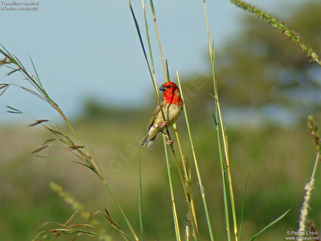 Travailleur cardinal