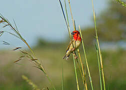 Cardinal Quelea