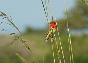 Travailleur cardinal