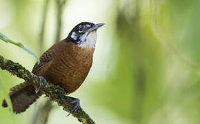 Bay Wren