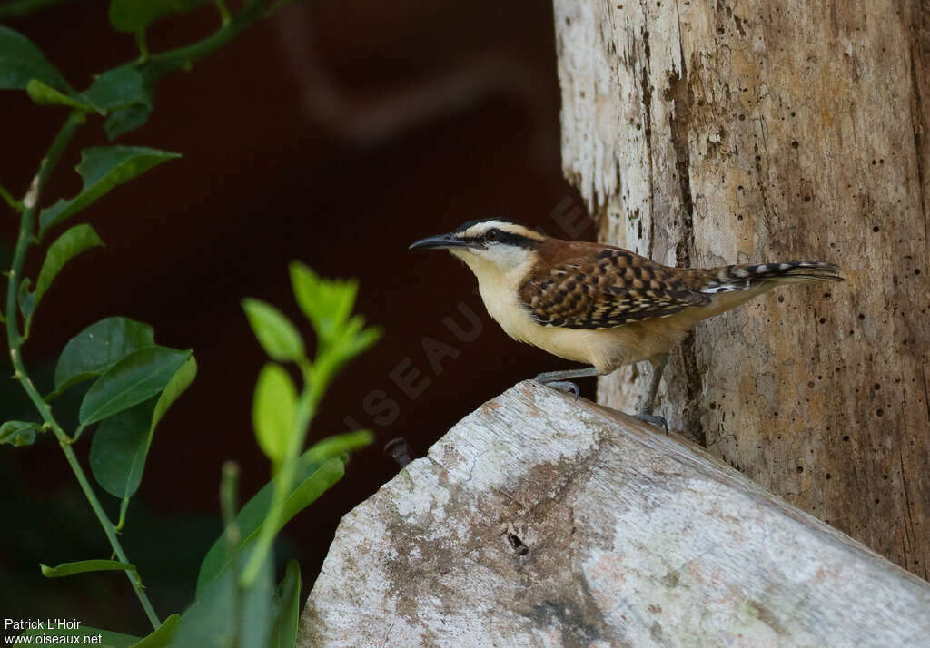 Veracruz Wrenadult, identification