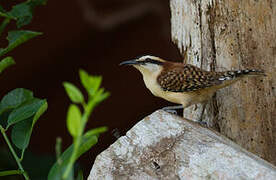 Veracruz Wren