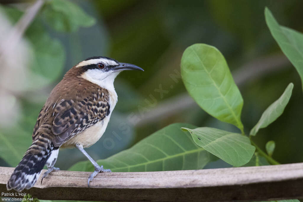 Rufous-naped Wren