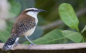 Veracruz Wren