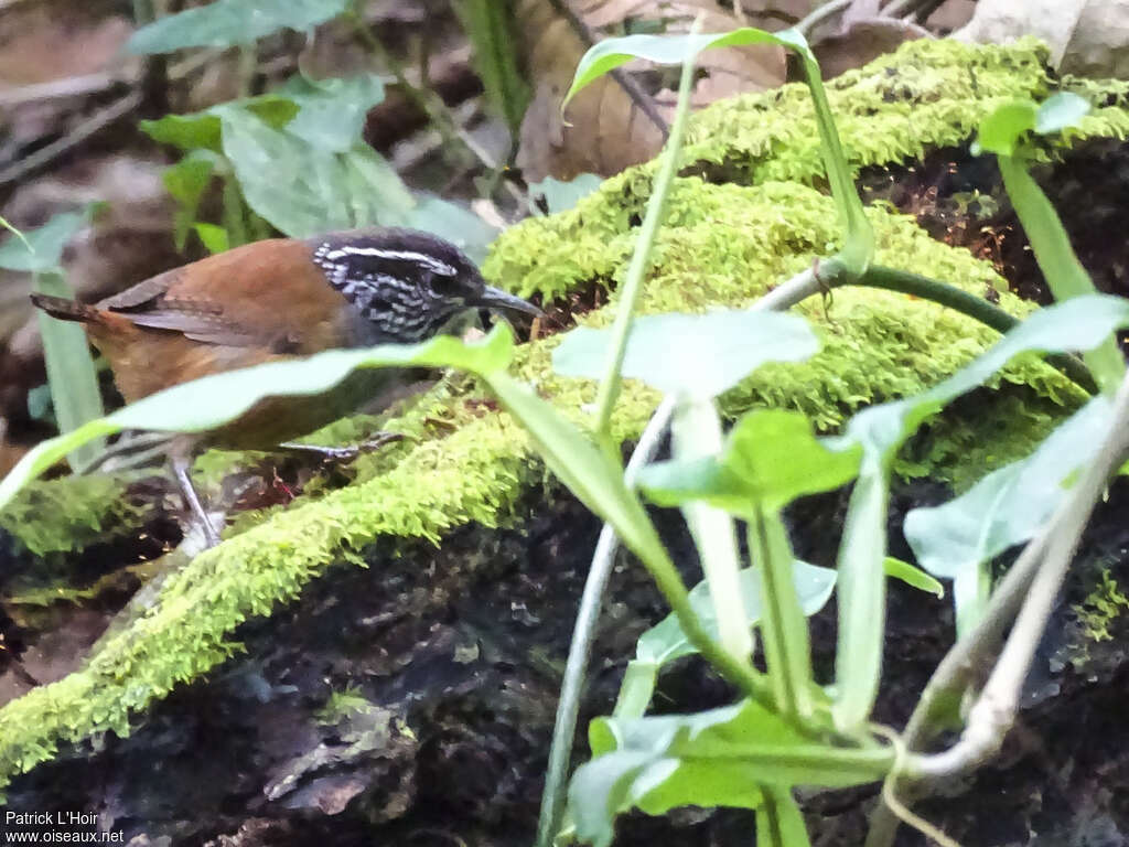 Troglodyte à poitrine griseadulte, pêche/chasse, mange