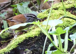 Grey-breasted Wood Wren