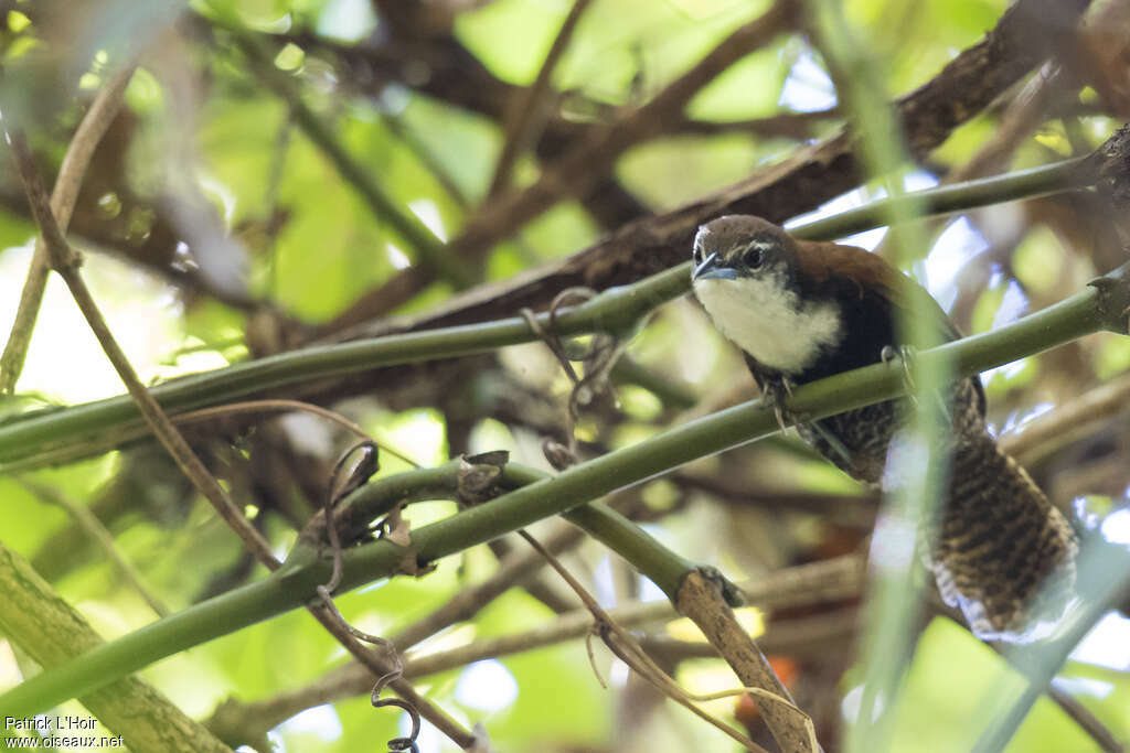 Black-bellied Wren