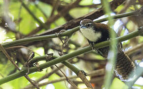 Black-bellied Wren