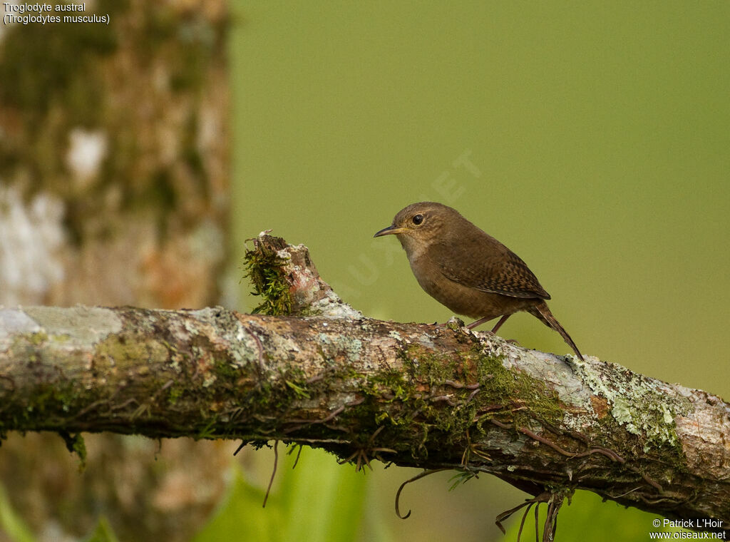 House Wren (musculus)adult