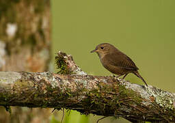 House Wren (musculus)