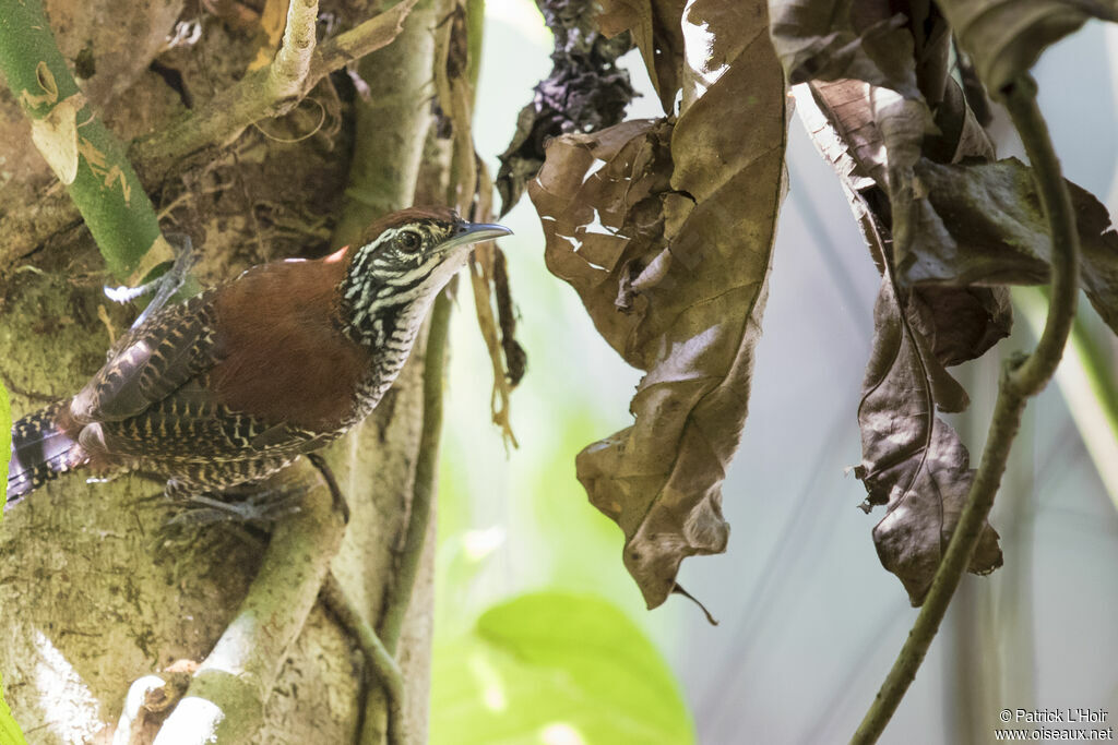 Riverside Wren