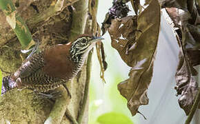 Riverside Wren