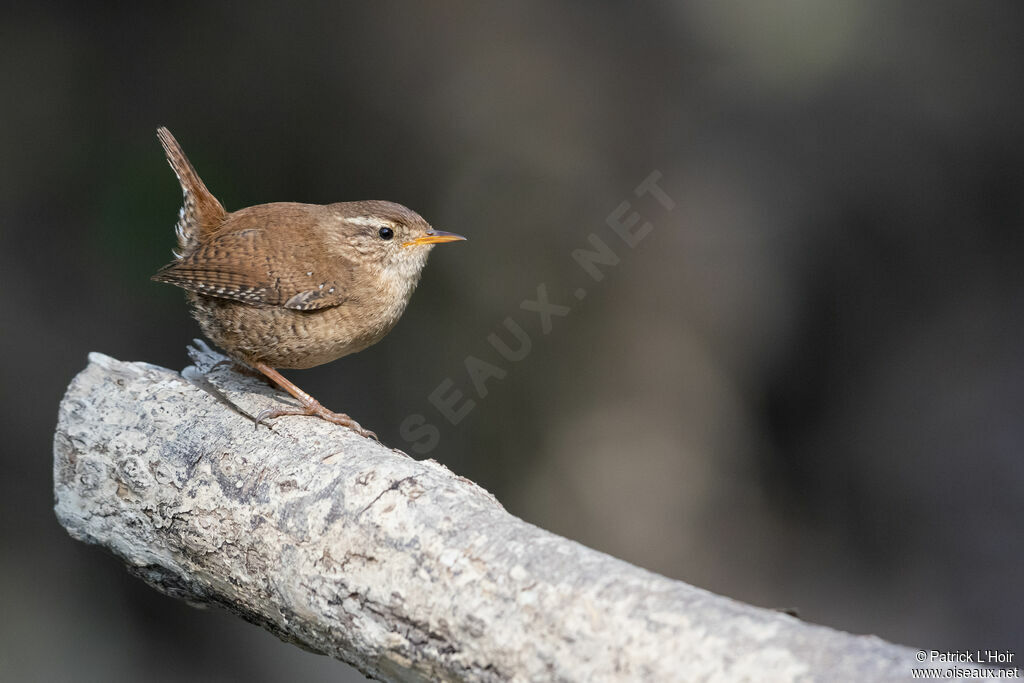 Eurasian Wren