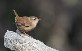 Eurasian Wren