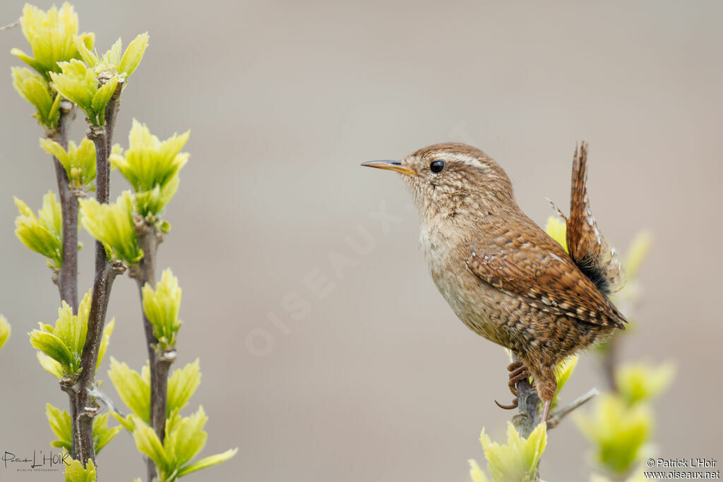 Eurasian Wren