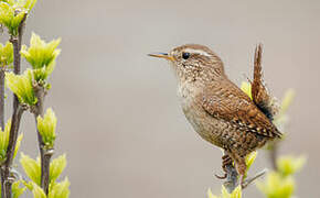 Eurasian Wren