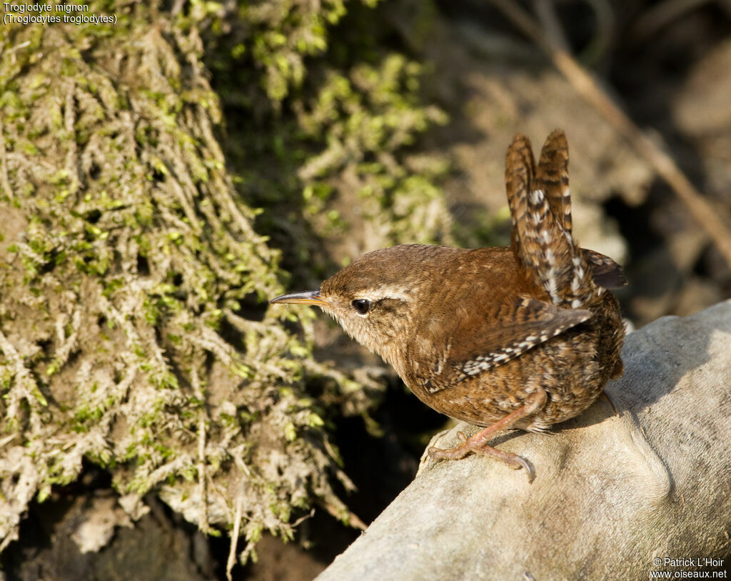 Troglodyte mignon