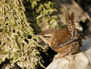 Troglodyte mignon