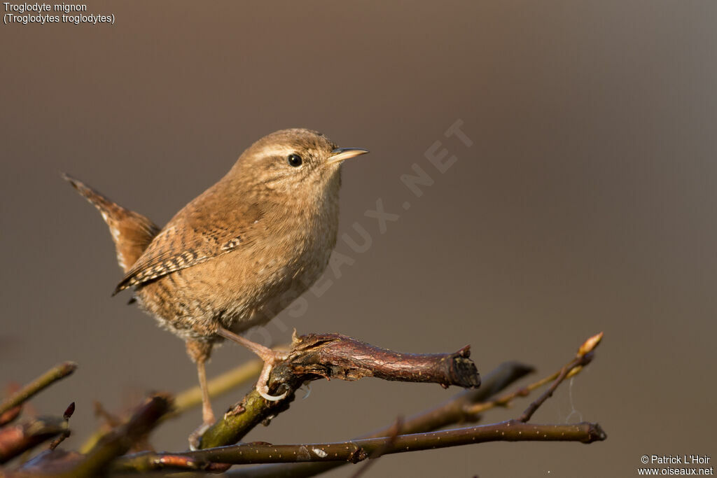 Eurasian Wrenadult post breeding