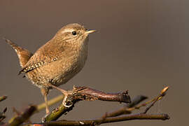 Eurasian Wren