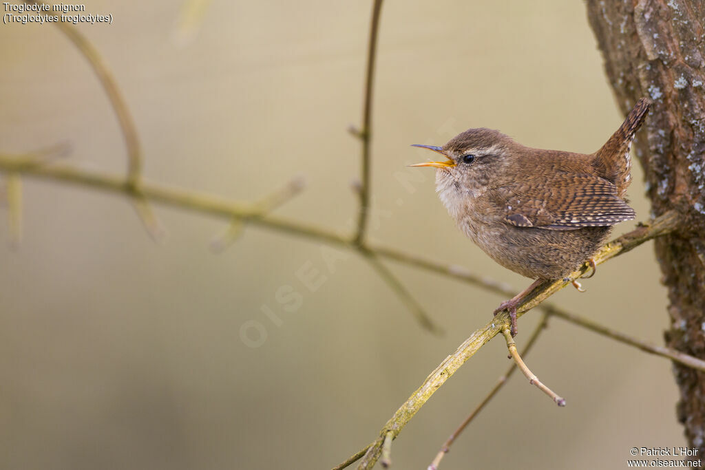 Eurasian Wrenadult, close-up portrait, song