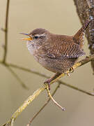 Eurasian Wren