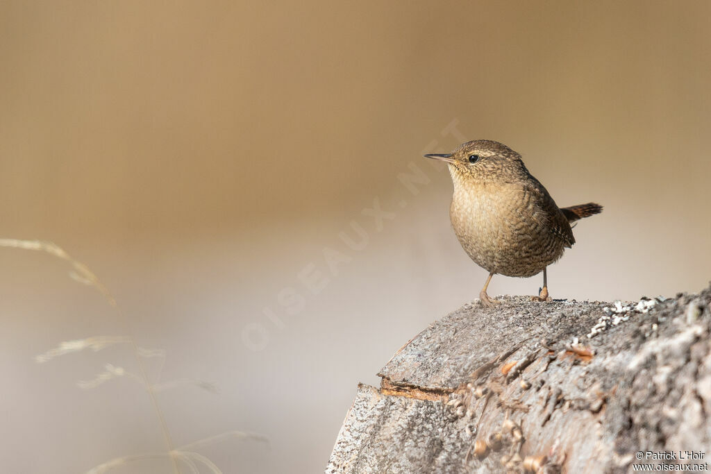 Eurasian Wren