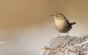 Eurasian Wren