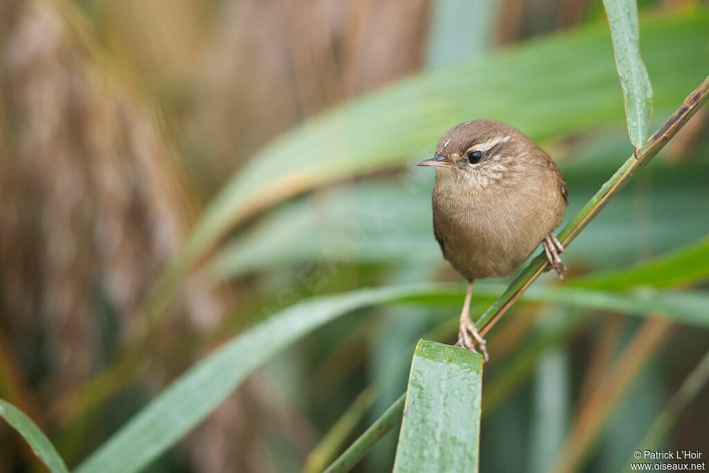 Eurasian Wren