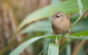 Eurasian Wren