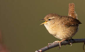 Eurasian Wren