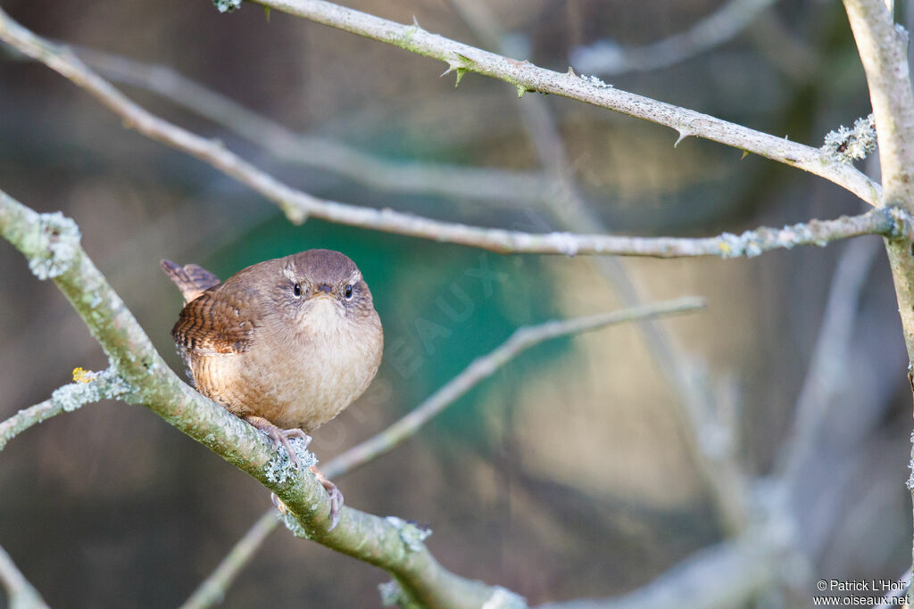 Troglodyte mignon