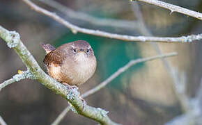 Eurasian Wren