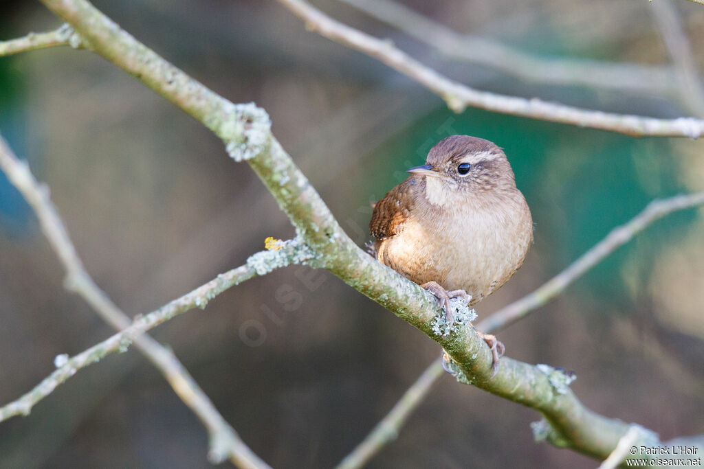 Eurasian Wren