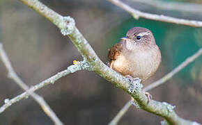 Eurasian Wren