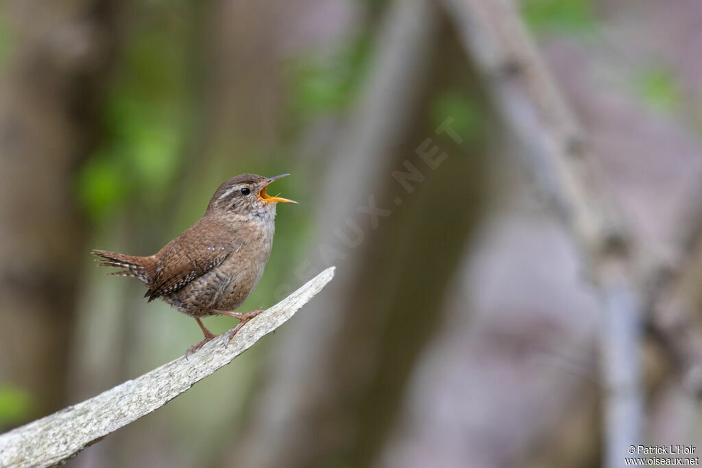 Eurasian Wren male adult breeding