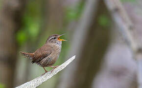 Eurasian Wren