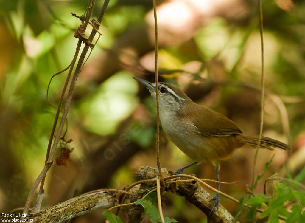 Troglodyte modesteadulte, identification