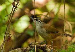 Cabanis's Wren