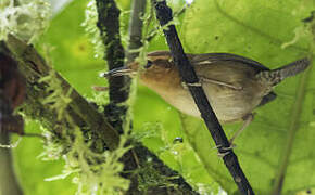 Ochraceous Wren