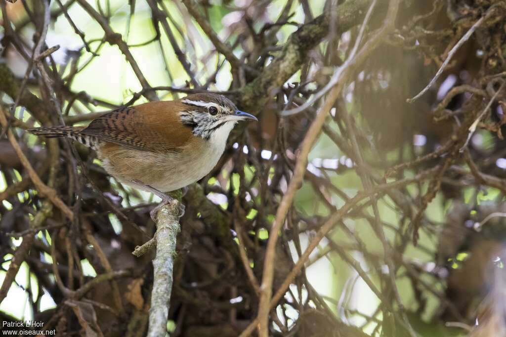 Rufous-and-white Wren