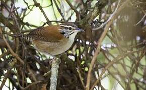 Rufous-and-white Wren