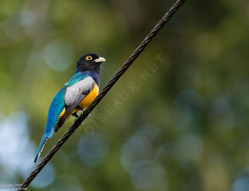 Gartered Trogon male adult, identification