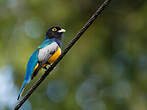 Trogon à lunettes jaunes