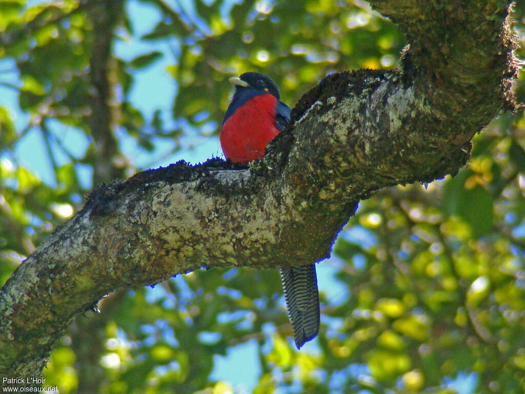 Trogon à queue barrée