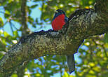 Trogon à queue barrée