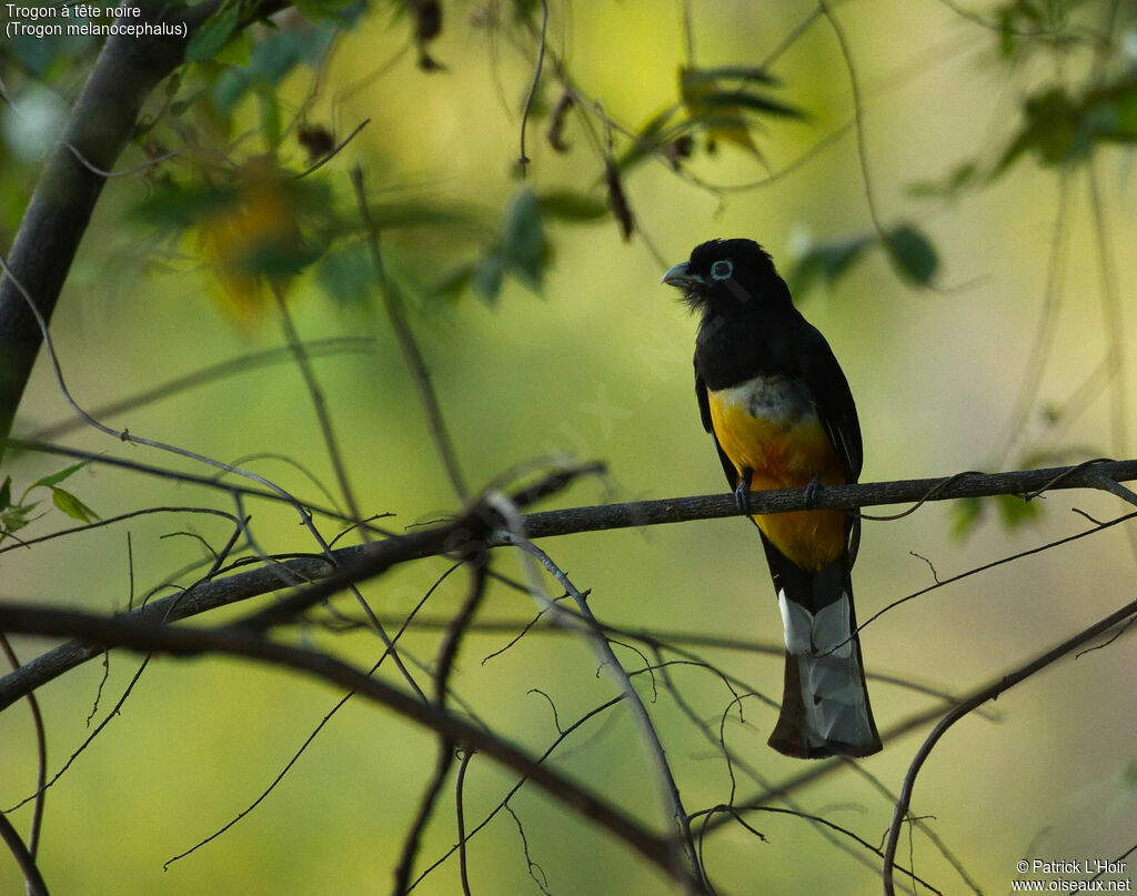 Trogon à tête noire mâle adulte