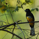 Trogon à tête noire