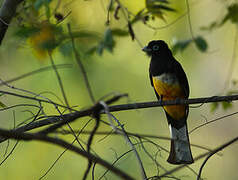 Trogon à tête noire